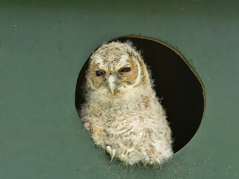 Strix aluco Bosuil Tawny Owl